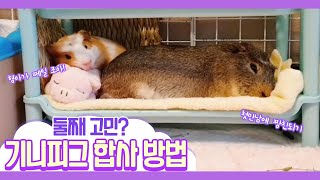 (SUB)수컷 기니피그 합사하기 | 합사성공률 높이는 법 | How to introduce guinea pigs