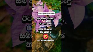 ඔයාට නම් මේ වෙනකොටත් ලැබිලා ඇති නේද..? #shortvideo #love