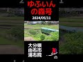 ゆふいんの森号（大分県大分市湯布院）2024 05 11