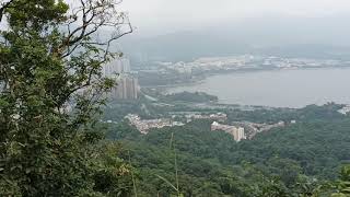 香港大埔荔枝山吐露港小白路，悠然山庄，宝马山花园、天鑽。