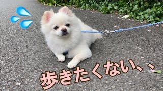 絶対に歩きたくないポメラニアン Pomeranian dose not want to walk