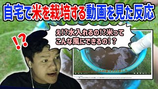 【REACTION】WATCHING THE VIDEO ABOUT HOW TO GROW RICE【Euriece/ユリース】