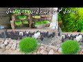 Free range Australorp hen farming in pakistan||how to grow hydroponic fodder hens farming||Asim Faiz