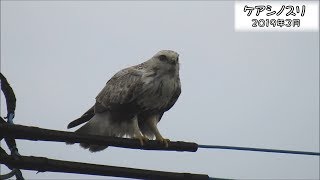 ケアシノスリ Rough-legged buzzard (Buteo lagopus )