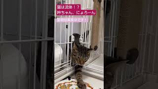 猫は流体！？　#shorts #cat #保護猫 #里親募集中