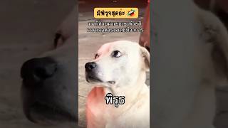 พิรุธที่ไหน  ￼ไม่มี๊ 😅🤣🤣 #บันเทิง #ขำๆ #สี่ขาแสนรัก #dog #pets #สุนัขแสนรู้ #สุนัขกวนๆ #doglover