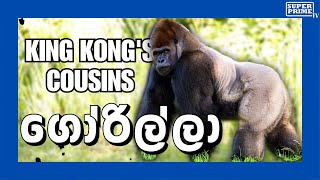 King Kong's Cousins In Sri Lanka🦍| ගෝරිල්ලා | Sinhala 2024