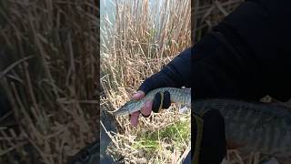 Smallest pike I've ever caught 🐊 #pike #pikefishing #stuka #ribolov #fishingvideo #catchandrelease