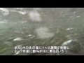 サケ、大海原へ旅立ち 北海道・標茶で稚魚放流