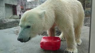 ポロロ（とくしま動物園）１４３１　おやつの時間