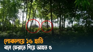 লোকালয়ে ১৬ হাতি, বনে ফেরাতে গিয়ে আহত ৫ | Cox's Bazar | Elephant attack