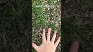 Touching grass until i go viral day 2 #grass #touchgrass #viral