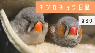 キンカチョウず｜接写ができるようになった｜zebra finch