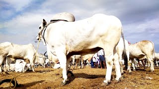 pebbair market big size ongole bull price in telangana india-pebbair oxen bulls market-ox market-🐂🐂