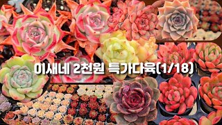 이새네 2천원 특가다육(1/18)