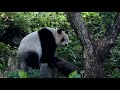 20201226 圓仔八爪樹上翹腳吃芭樂 the giant panda yuan zai