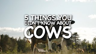 5 Things You Didn't Know About Cows