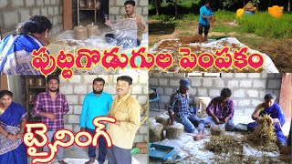 పుట్టగొడుగుల పెంపకం ట్రైనింగ్. Milky mushrooms cultivation details \u0026 Training #mushroomscultivation