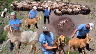 Максат абанын арашан койлору жайлоодо! Эмне үчүн койчуга кошпой өзү багат? Ысык-Көл облусу