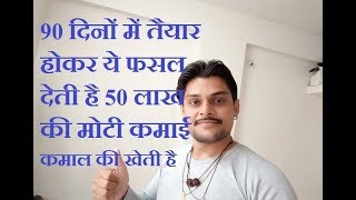 90 दिनों में तैयार होकर ये फसल देती है 50 लाख की मोटी कमाई कमाल की खेती है