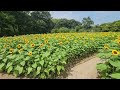 ひまわり畑がにぎやかになりました。　長居植物園