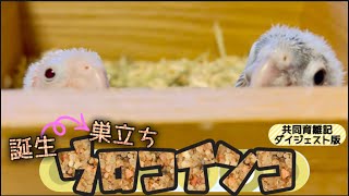 【ウロコインコ】誕生〜巣立ち｛ダイジェスト版｝