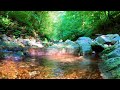 alluvial river in rocky wood with ambient sounds of water~relaxation