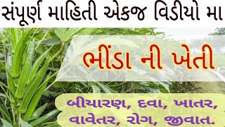 ભીંડા | ની ખેતી |બીયારણ |દવા |ખાતર |રોગ |જીવાત| વિશે સંપૂર્ણ વિગત થી માહીતી