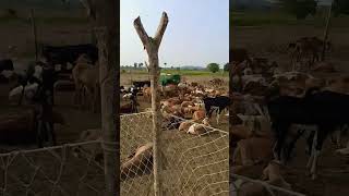 sheep farming Telangana #Raitunaturalvlog