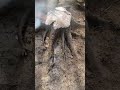 best way to remove tree stump not stumpgrinding fyp stump removal homestead work