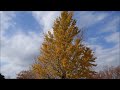 川越水上公園の紅葉・メタセコイア・銀杏｜kawagoesuijo park autumn leaves（autumn colors）｜kawagoe city saitama prefecture