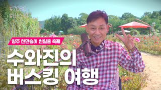 [수와진의 버스킹 여행] #234 양주 천만송이 천일홍 축제 22.10.08