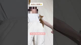 【保護猫】人間の腕枕で寝たい甘えん坊子猫#shorts #保護猫 #子猫 #cat #猫のいる暮らし