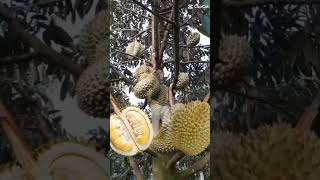 Diwata sa #durian  #shorts #shortvideo