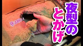 フトアゴヒゲトカゲ☆眠いおちょこさんと飼い主の戦いBearded Dragon