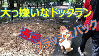 #ゴールデンレトリバー#dog#犬が可愛い、またもや散歩嫌いの犬、車で２０分の所にある公園まで来てからお散歩開始、大嫌いなドックランに遭遇さてどうなることか【ゴールデンレトリバー】