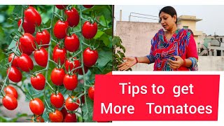 టమాటాలు ఎక్కువ కావాలంటే ఇలా చేయండి //caring tips to get more tomatoes