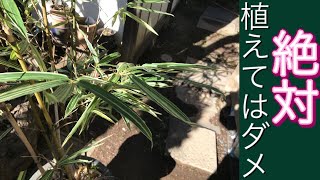 植木屋がおススメしない植木①笹編　絶対地植えしちゃダメなやつ！