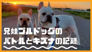 兄妹ブルドックのおもちゃの取り合いバトルの大記録！【癒しの犬動画】