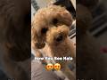 How You See Nala vs How I See Nala #funnydogs #dogshorts #shorts #dog #toypoodle #puppy