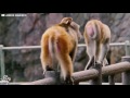 baby monkey tries to hang on to his mom