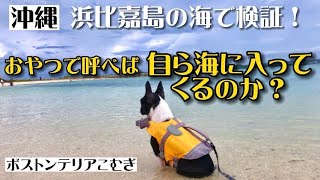 沖縄 浜比嘉島で検証！おやつで呼べば自ら海に入ってくるのか？【ボストンテリア】こむぎ♪