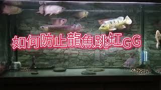 龍魚跳缸篇