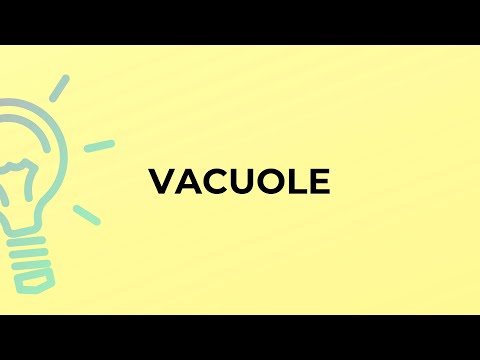 What is a vacuole in simple words?