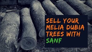 Melia Dubia Wood Marketing: A Valuable Timber Resource #WoodLogs #PricesPerTon