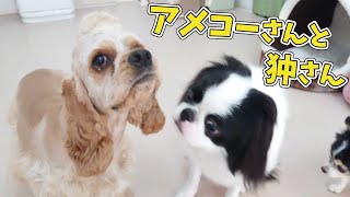 アメコーさんと狆さん　🐶ひみつきちなう！#2🐶  (アメリカンコッカースパニエル チワワ 柴犬 マルプー マルチワ ミニチュアダックス) 2020年10月2日