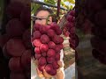 petik buah anggur segar di kebunnya