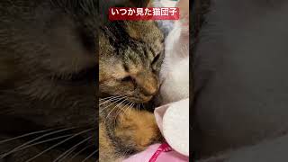 命はめぐり、いつか見た猫団子   #cat #kitten #猫 #子猫 #ねこ #こねこ #animal  #cute  #猫のいる暮らし #shorts