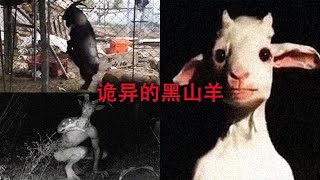 网传黑山羊直立行走模仿主人，目的是为了把公鸡骗到圈里面吃掉？