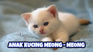 ANAK KUCING MEONG MEONG - KUCING LUCU GEMES - KUCING PERSIA LUCU - Lagu anak kucing #kucinglucu